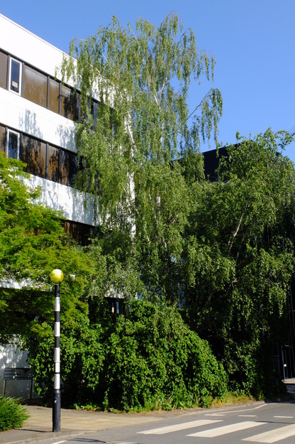 May tree photo