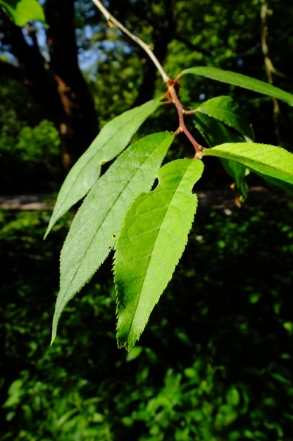 May close-up photo