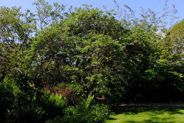 May tree photo