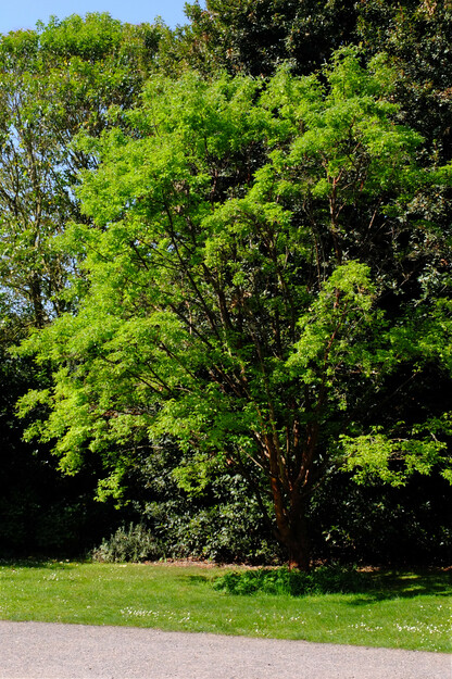 May tree photo