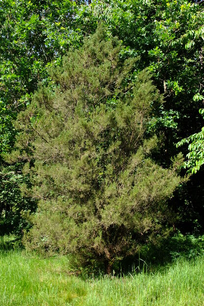 Harris Garden tree photo