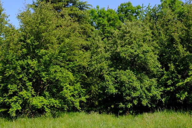 May tree photo
