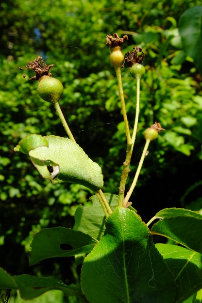 May close-up photo