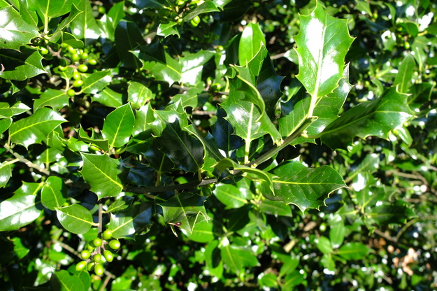 July close-up photo