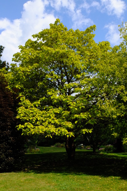 May tree photo