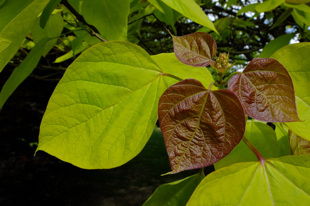 May close-up photo