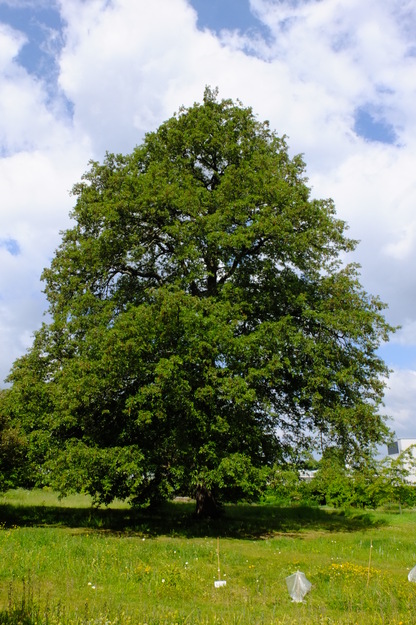 May tree photo
