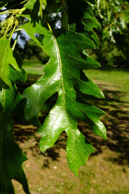 May close-up photo
