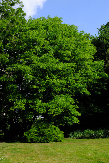 May tree photo
