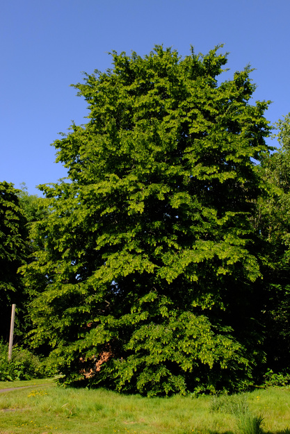 May tree photo