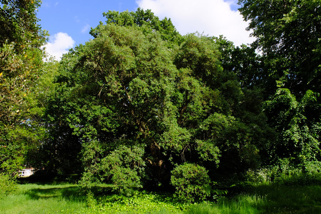 May tree photo