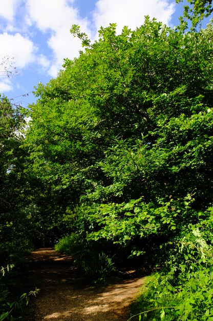 May tree photo