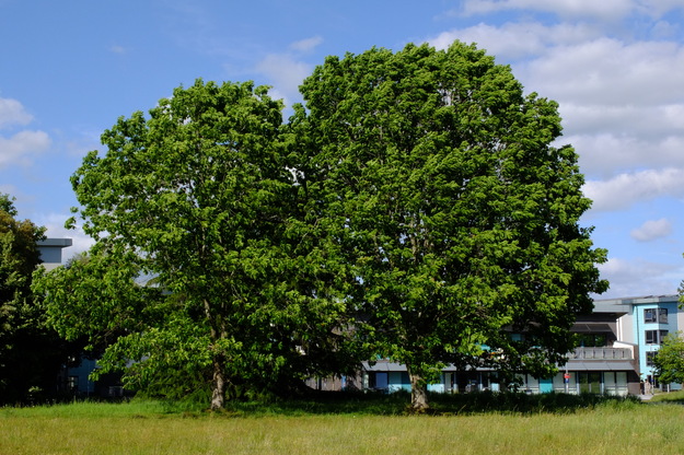 May tree photo
