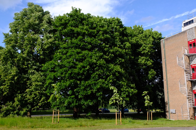 May tree photo