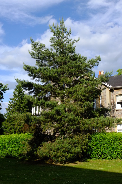 Blandford Lodge tree photo