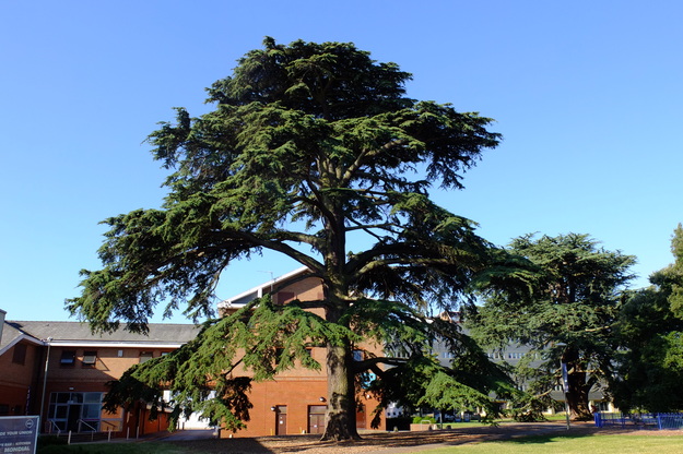 July tree photo
