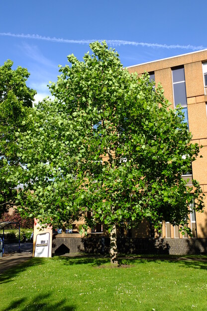 May tree photo
