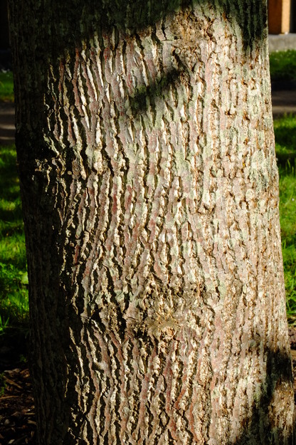 May close-up photo