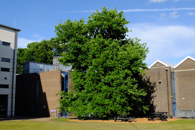 May tree photo