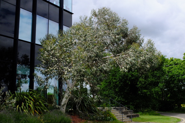 May tree photo