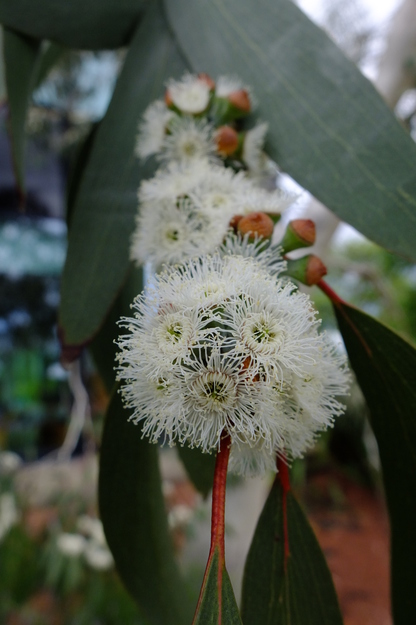 May close-up photo
