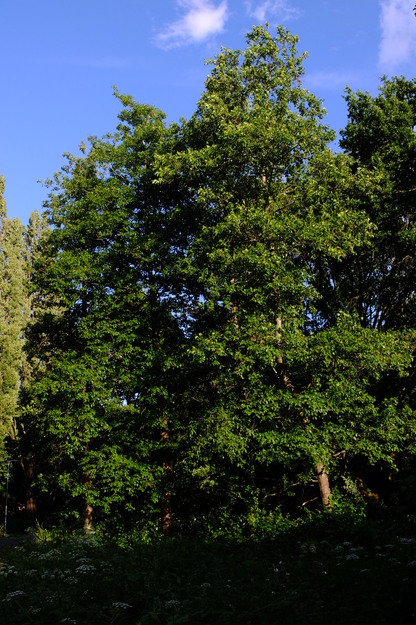 May tree photo