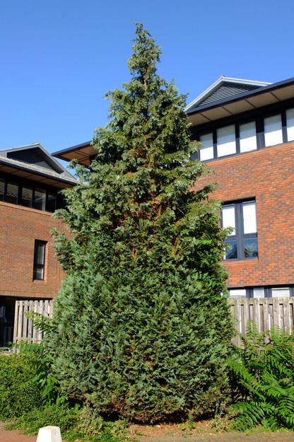 Harry Pitt East tree photo