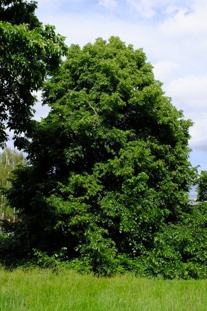 May tree photo