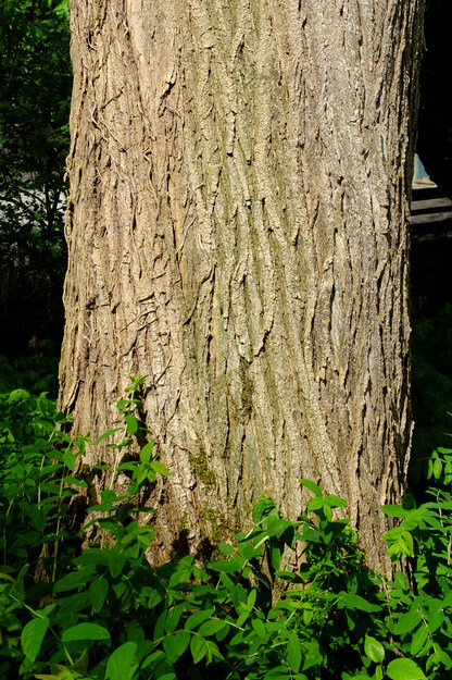 May close-up photo