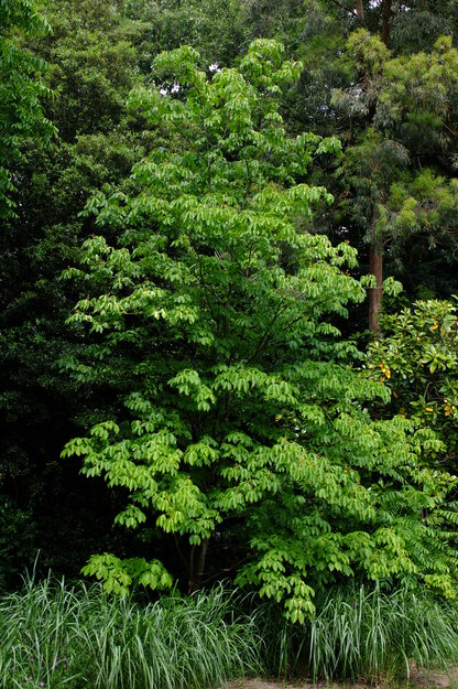May tree photo