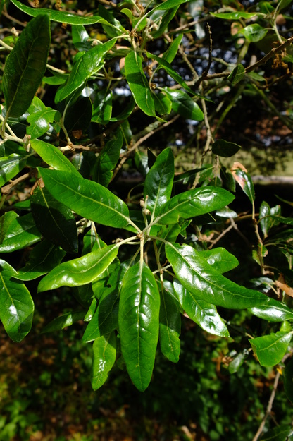 May close-up photo