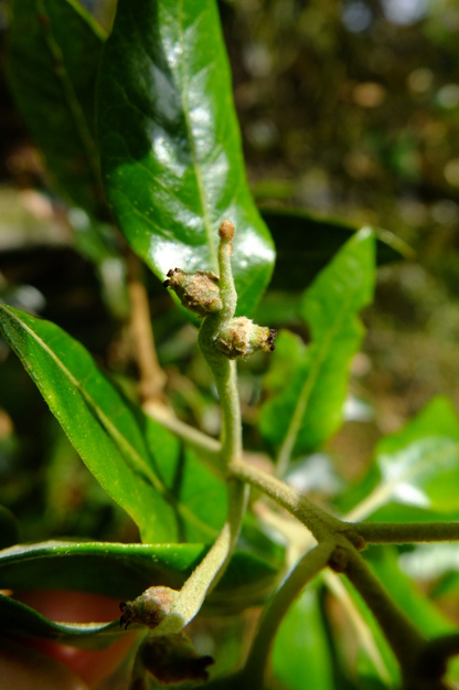 May close-up photo