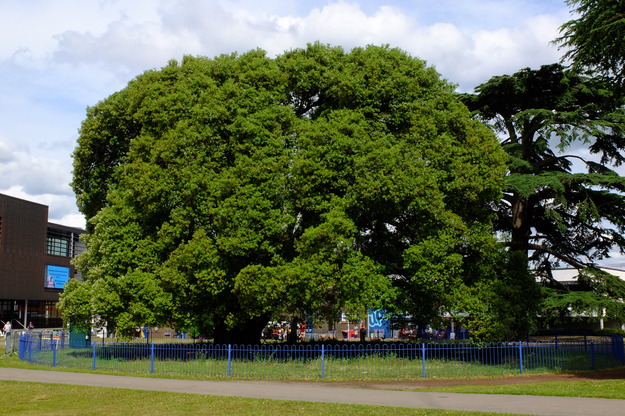 May tree photo