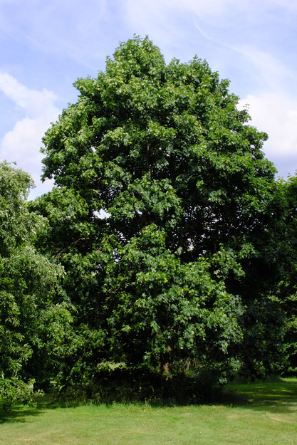 May tree photo