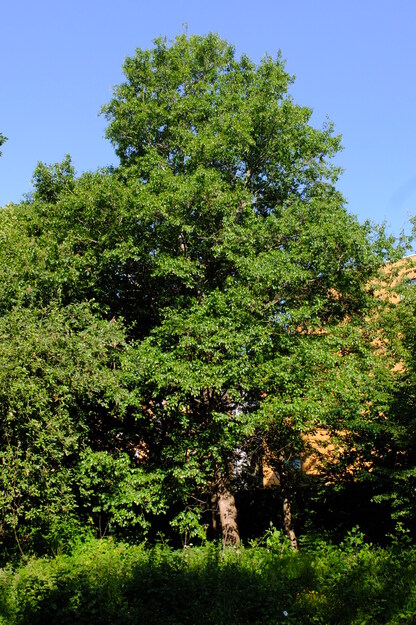 June tree photo