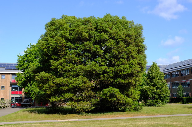 June tree photo