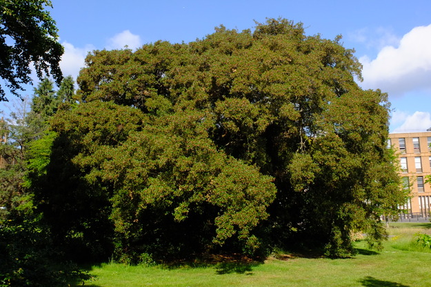 June tree photo