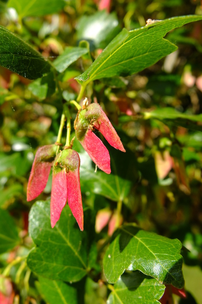 June close-up photo