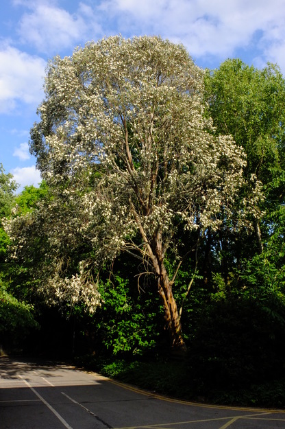 Photo of Eucalyptus pauciflora