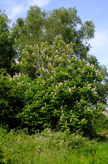 June tree photo