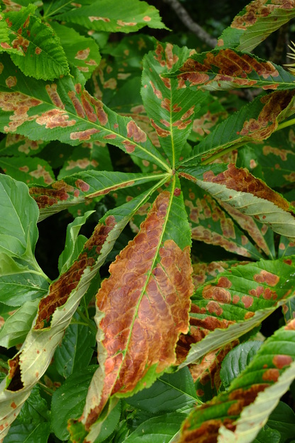 June close-up photo