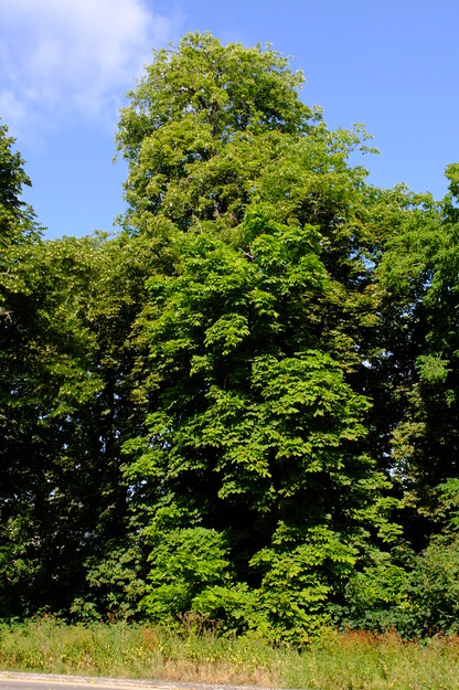 June tree photo