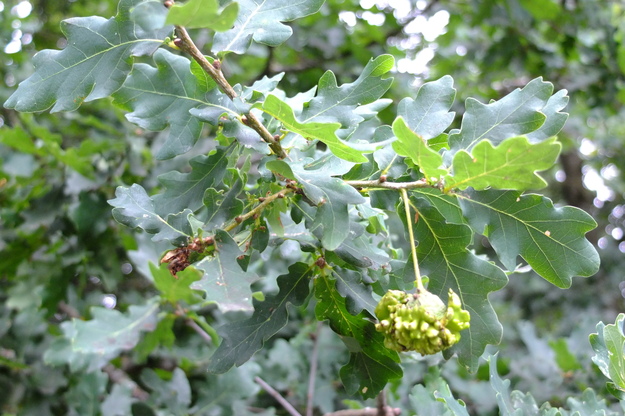 July close-up photo