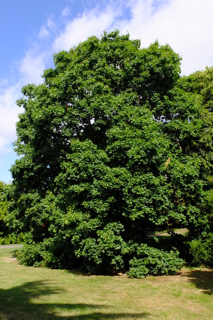 June tree photo