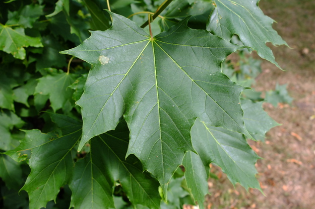 June close-up photo