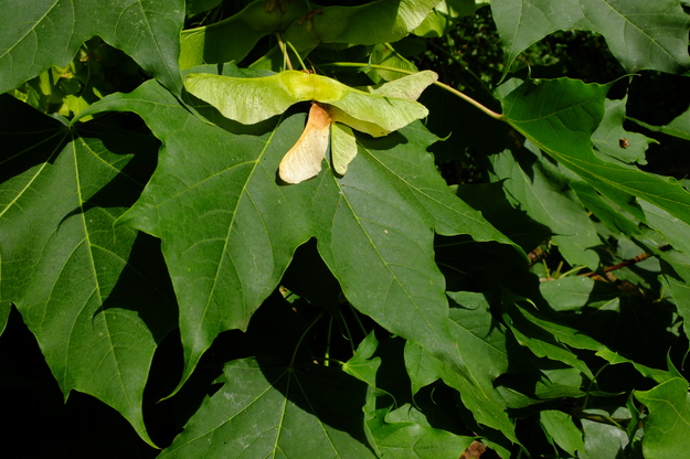 June close-up photo