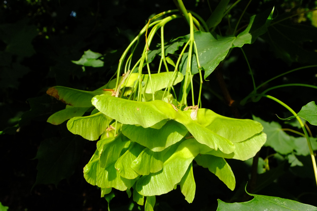 June close-up photo