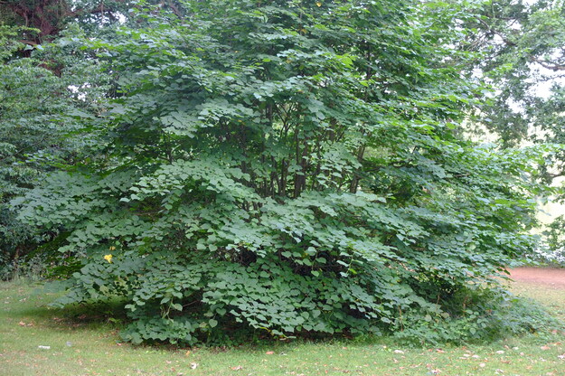August tree photo