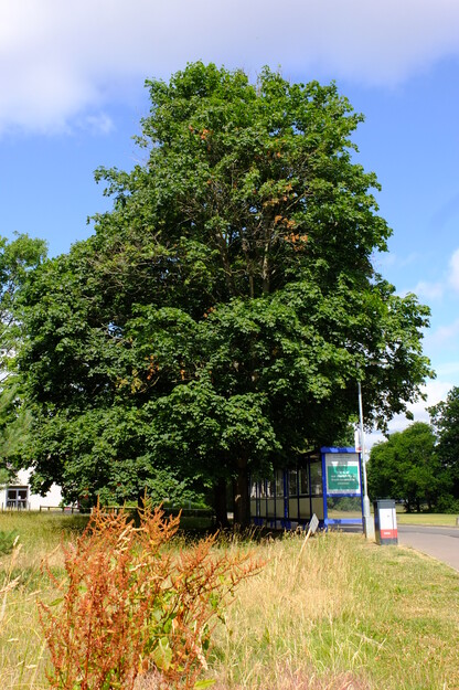 June tree photo