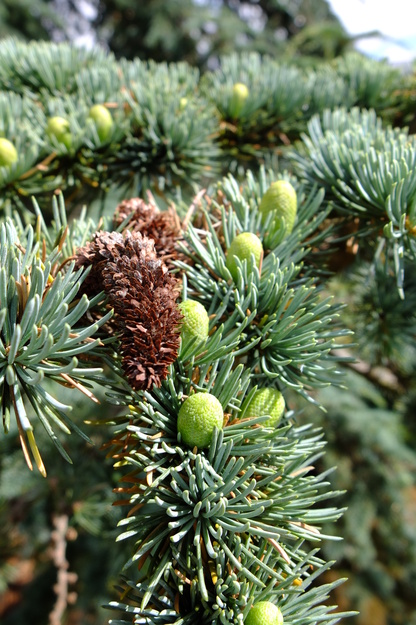 June close-up photo